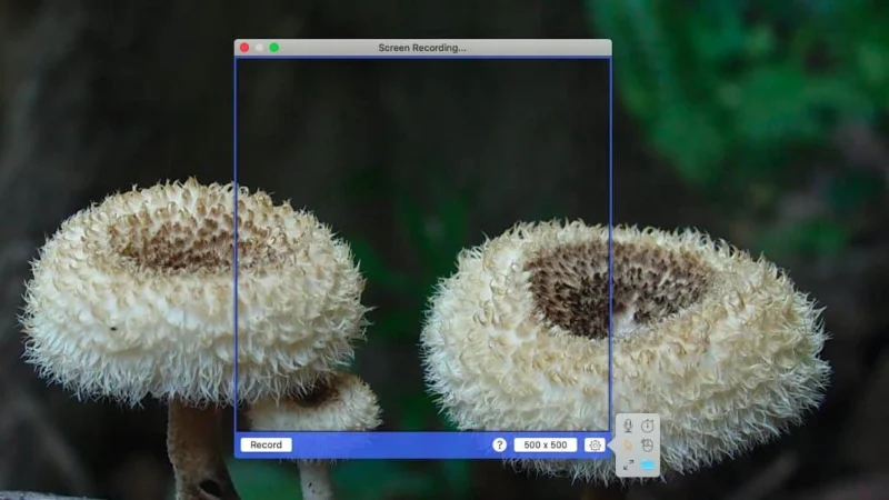 So zeichnen Sie GIF-Screencasts unter macOS auf
